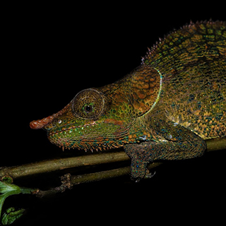 Ranomafana - Blue-legged chameleon